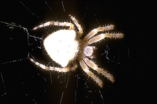 Imagem de Araneus gemmoides Chamberlin & Ivie 1935