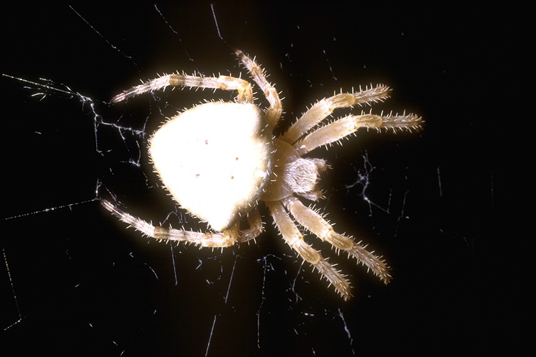 Image of Cat-Faced Spider
