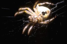 Image of Cat-Faced Spider