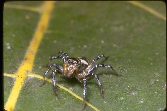 Image of jumping spiders