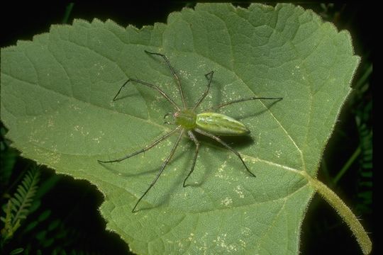 Image of Peucetia