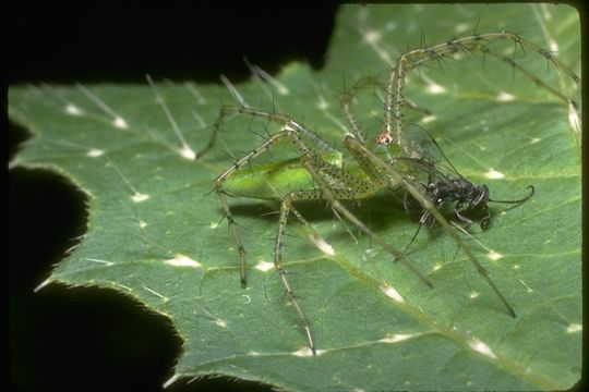 Image of Peucetia