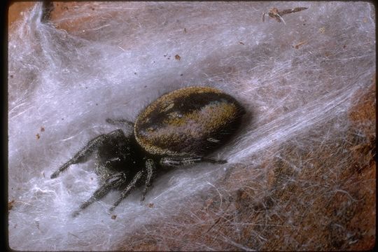 Image of jumping spiders