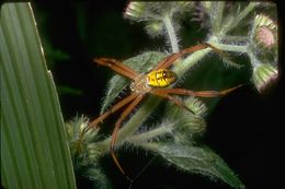 Imagem de Argiope