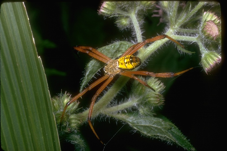 Imagem de Argiope