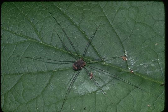 Image of harvestmen