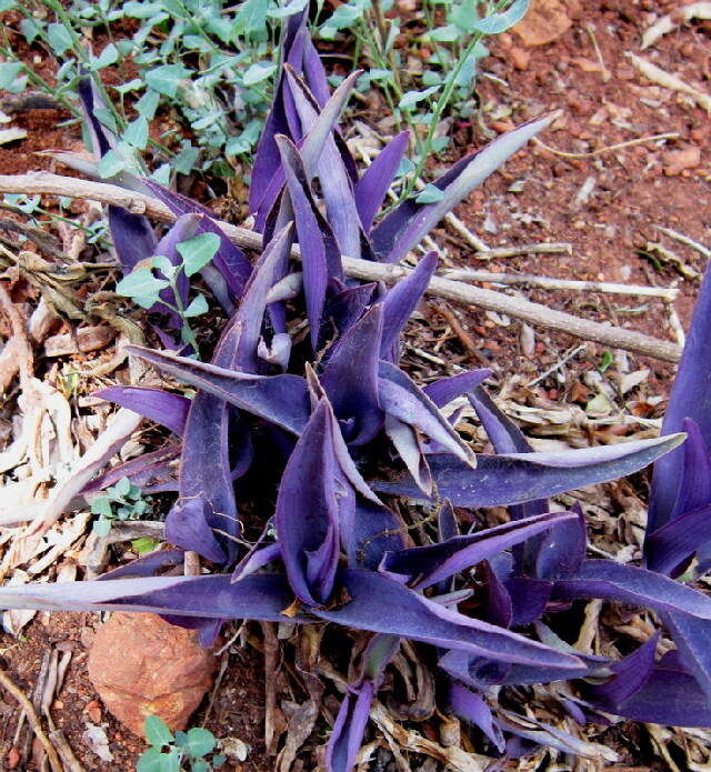 Image of spiderwort
