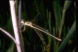 Image of Common Winter Damsel