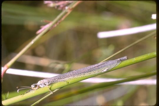 Plancia ëd Myrmeleontidae