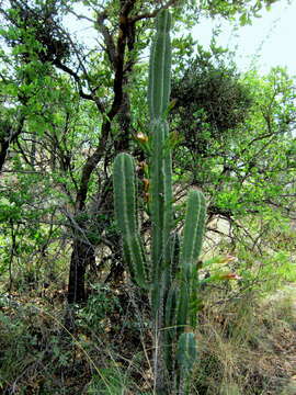 Image of cacti