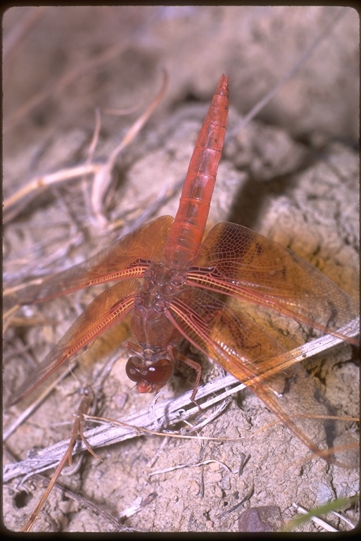 Image of Flame Skimmer