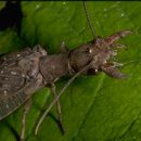 Image of Dobsonflies