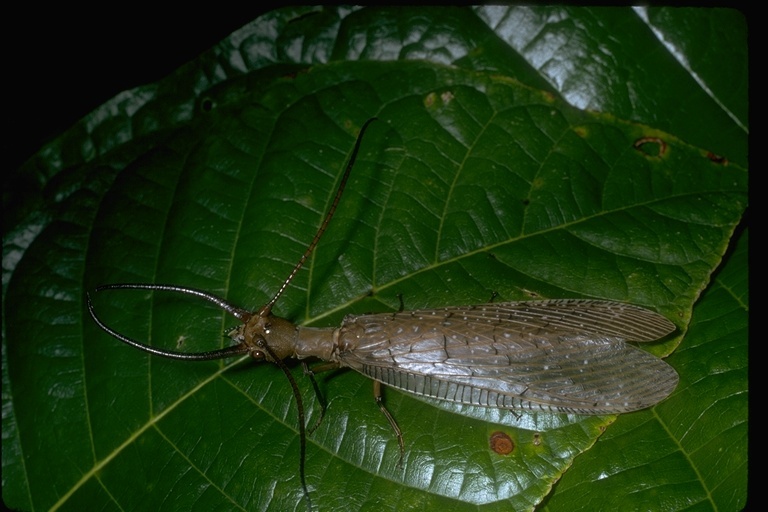 Image of Dobsonflies