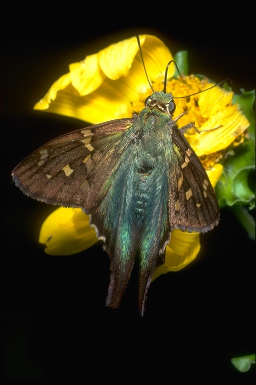 Image of Long-tailed Skipper