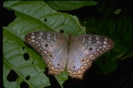 Image of White Peacock