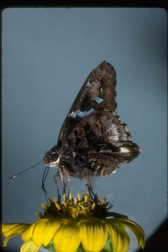 Image de Hesperiidae