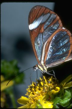 Image of Ithomia