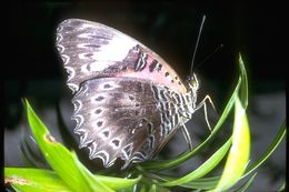 Cethosia cydippe Linnaeus 1763 resmi