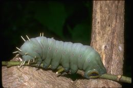 Image of giant silkworm moths