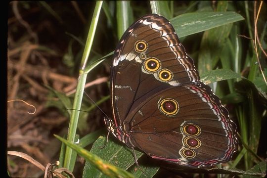 Image of Morpho