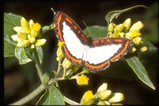 Nymphidium caricae (Linnaeus 1758) resmi