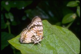 Image of Junonia sophia Fabricius 1793