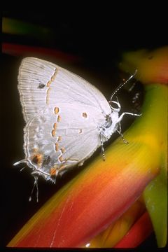 Image of gossamer-winged butterflies