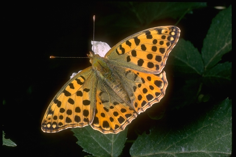 Image of Queen of Spain Fritillary