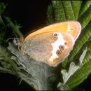 Image of Coenonympha dorus Esper 1782