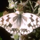 Image of Melanargia