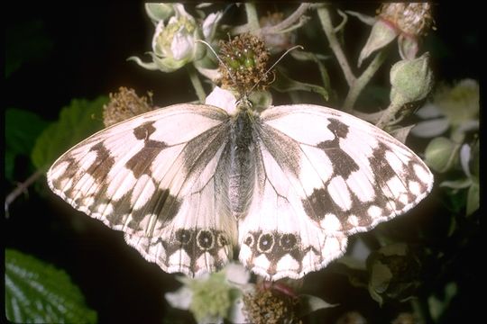 Imagem de Melanargia lachesis Hübner 1790