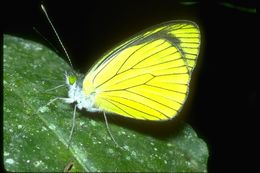 Image of white, yellow, and sulphur butterflies