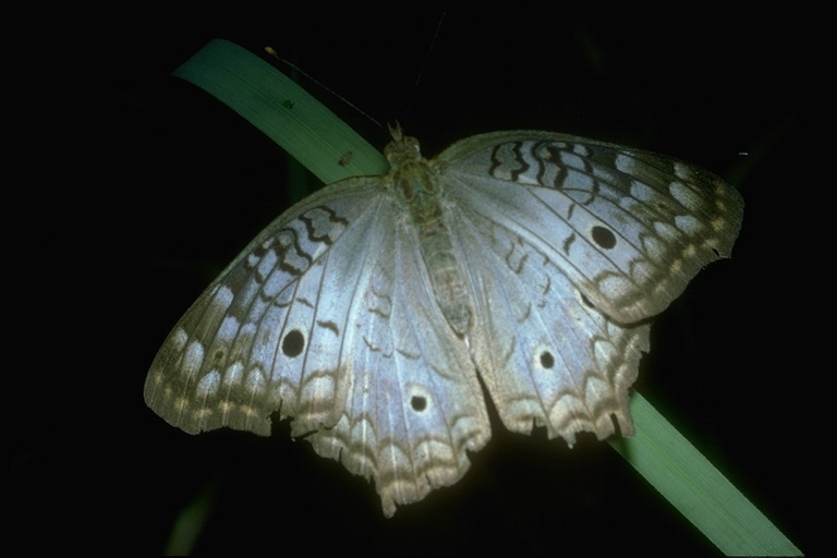 Image of White Peacock