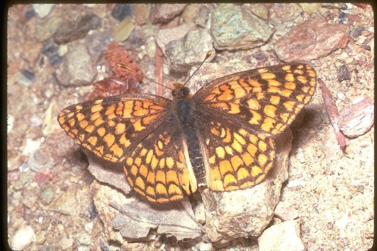 Image of Sagebrush Checkerspot