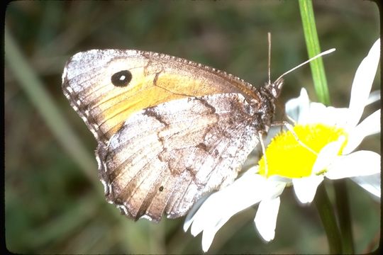 صورة <i>Oeneis chryxus ivallda</i>