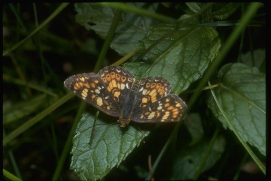 Image de Phyciodes campestris Behr 1863