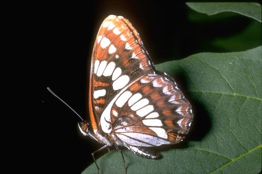 Image of Lorquin's Admiral