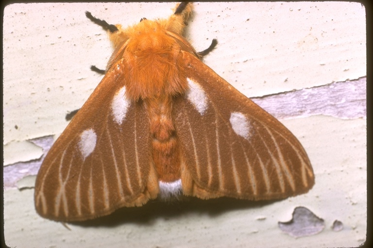 Image of giant silkworm moths