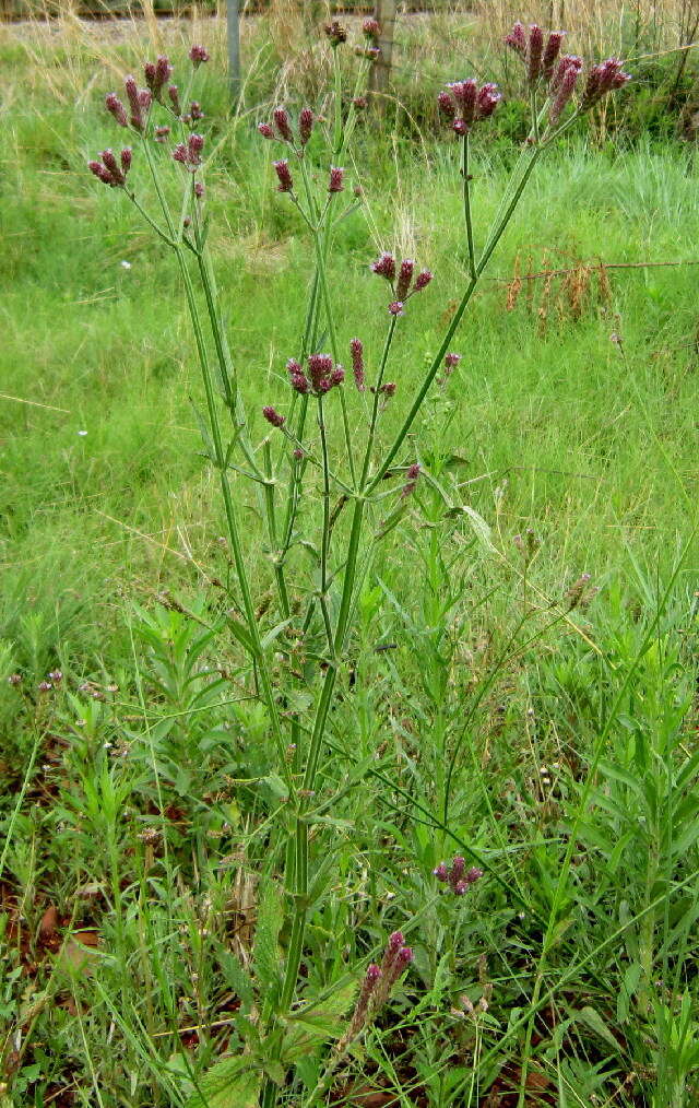 Image of vervain