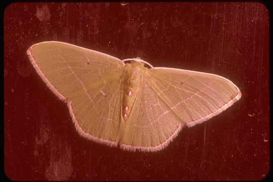 Image of geometrid moths