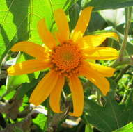 صورة Tithonia