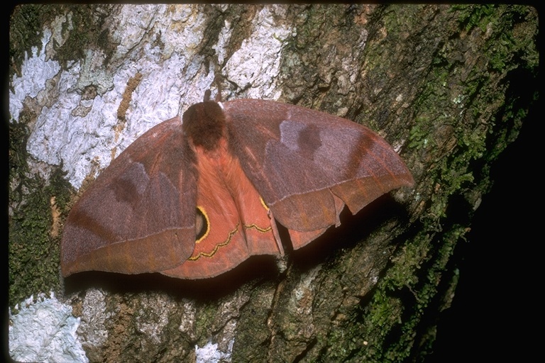 Image of giant silkworm moths