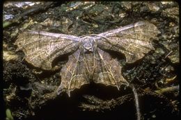 Image of geometrid moths