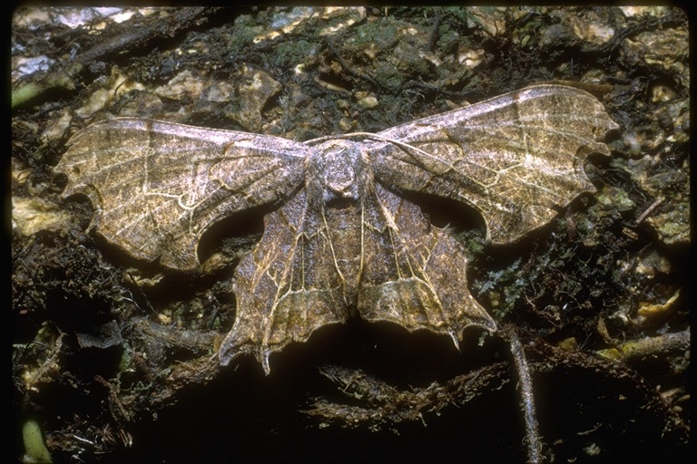 Image of geometrid moths