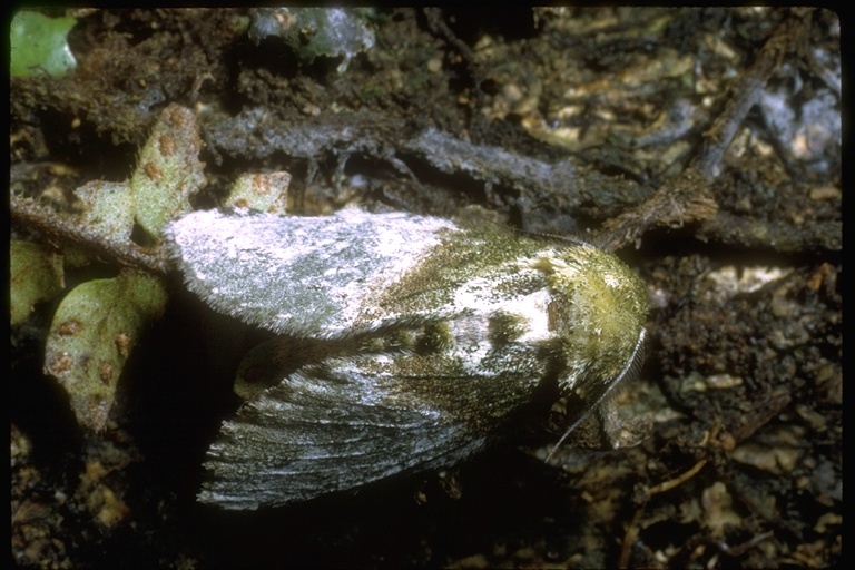 Image of owlet moths