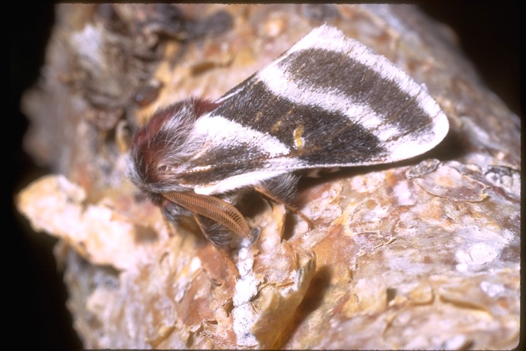 Image of giant silkworm moths