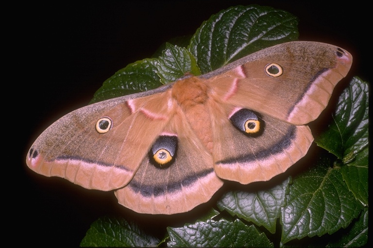 Image of Polyphemus Moth