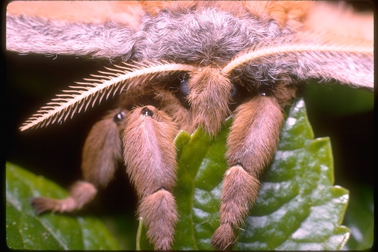 Image of Polyphemus Moth