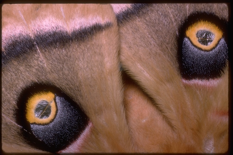 Image of Polyphemus Moth