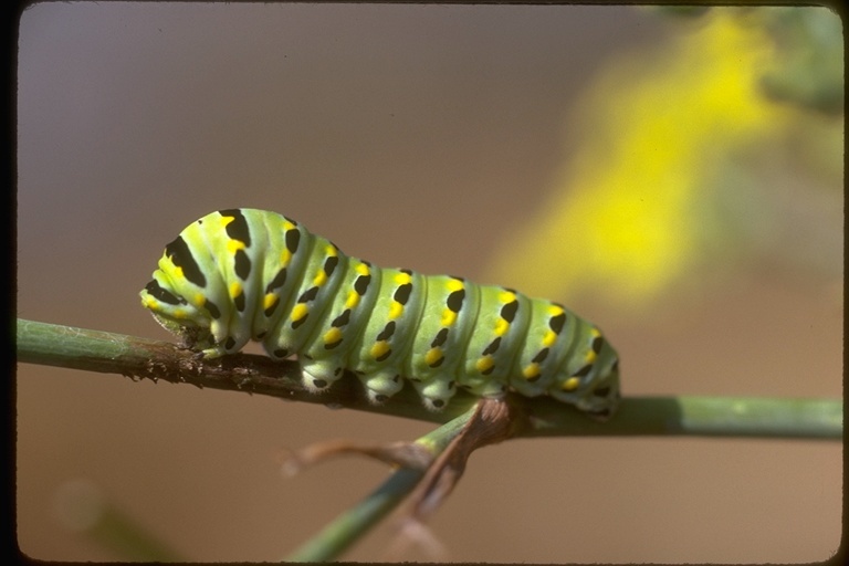 Sivun Papilio zelicaon Lucas 1852 kuva